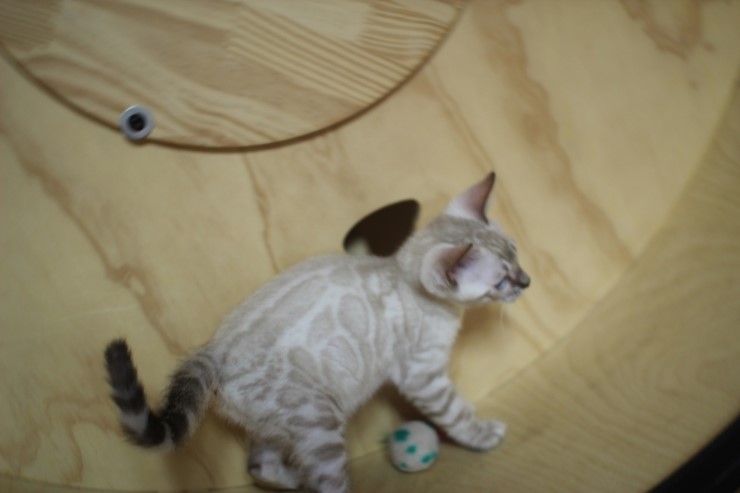스노우 뱅갈고양이 맏형인 밍돌이예요~ 관련 이미지 5