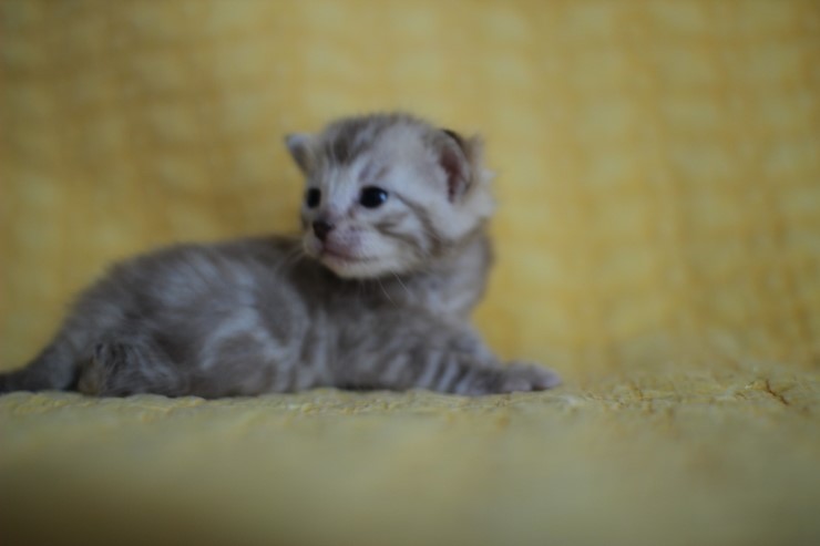 실밍크 스노우뱅갈고양이 분양 천사냥이 4남매 관련 이미지 22