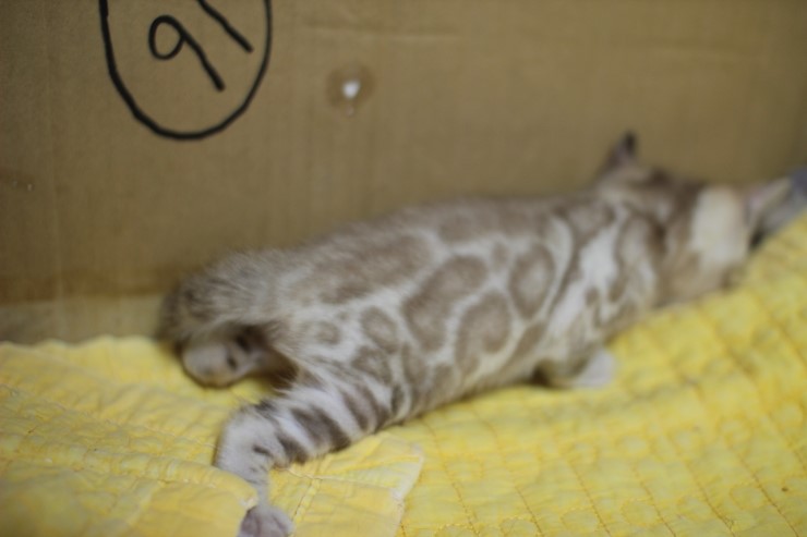 스노우 밍크 뱅갈고양이 남아예요~ 관련 이미지 16