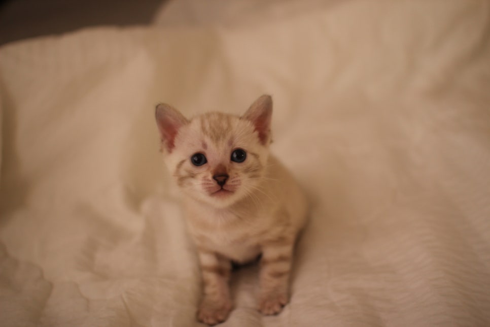 스노우뱅갈고양이 꼬맹이들 분양해요~ 관련 이미지 8