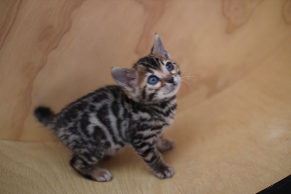 뱅갈고양이분양 사랑스러운 개냥이들~ 관련 이미지 9