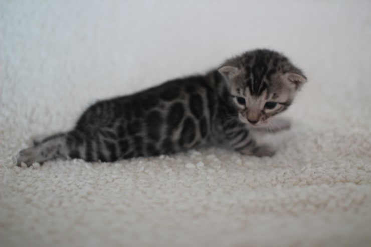 뱅갈고양이 분양 어쩜 이리도 화려할수 있을까 관련 이미지 19