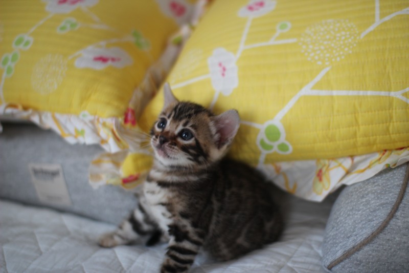 브라운 뱅갈고양이 자매 분양해요~ 관련 이미지 4