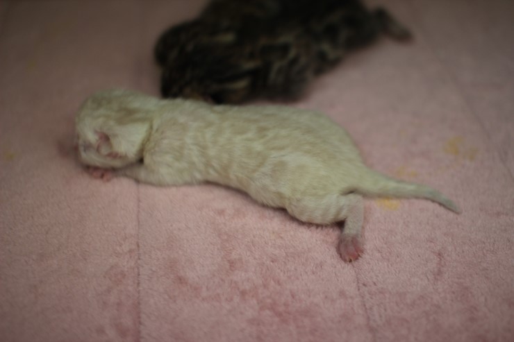 new litter 관련 이미지 3