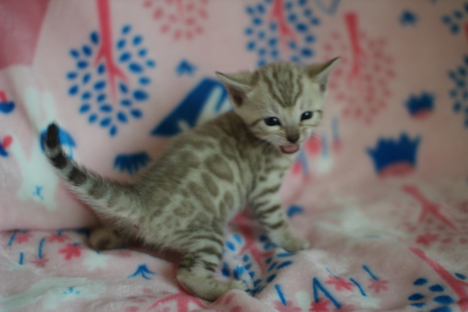 스노우뱅갈고양이 분양은 소유가 최고지! 관련 이미지 25