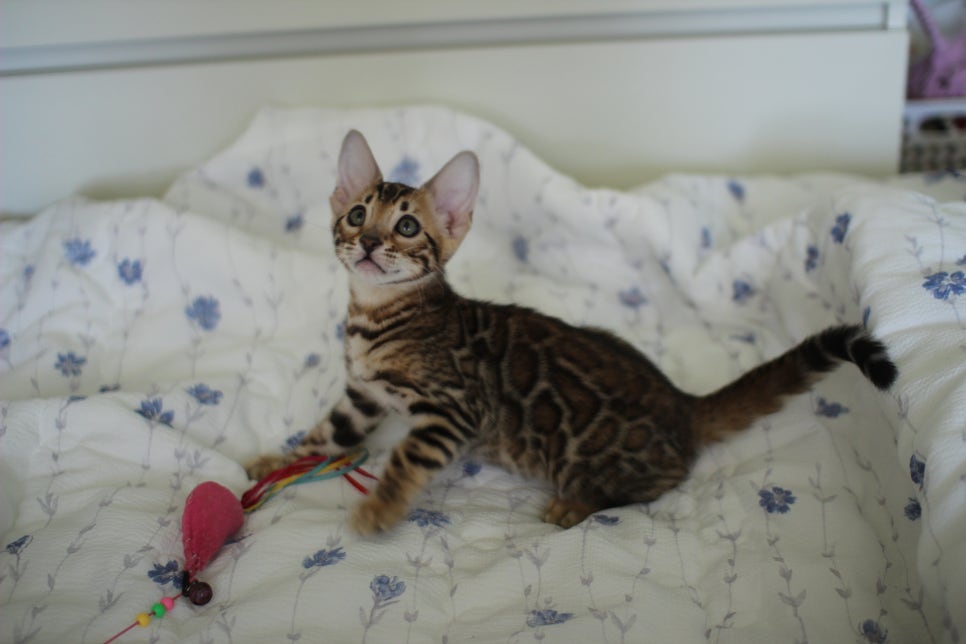 브라운 뱅갈고양이 자매 분양합니다~ 관련 이미지 14