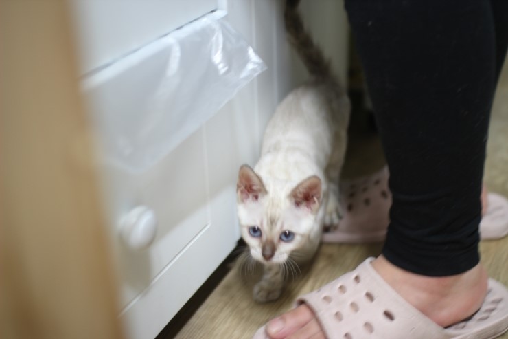 뱅갈고양이,스노우뱅갈고양이,뱅갈고양이 분양, 엄마 맛있는 닭고기 빨리 주세요~~배고파요 ~~~ 관련 이미지 2