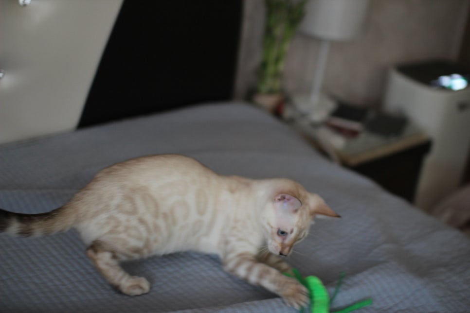 말괄량이 우량아 스노우뱅갈고양이 여아예요~ 관련 이미지 4