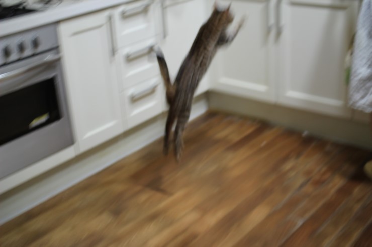 뱅갈고양이 여아 리엔과 영웅이예요~ 관련 이미지 7