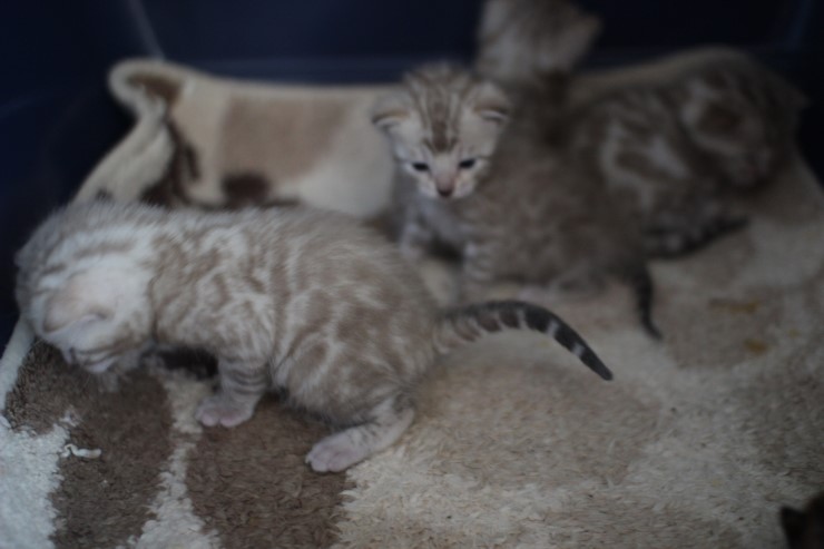 실밍크 스노우뱅갈고양이 분양 천사냥이 4남매 관련 이미지 5