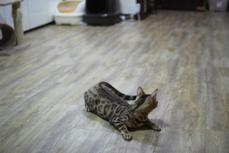 뱅갈고양이 아이들... 관련 이미지 6