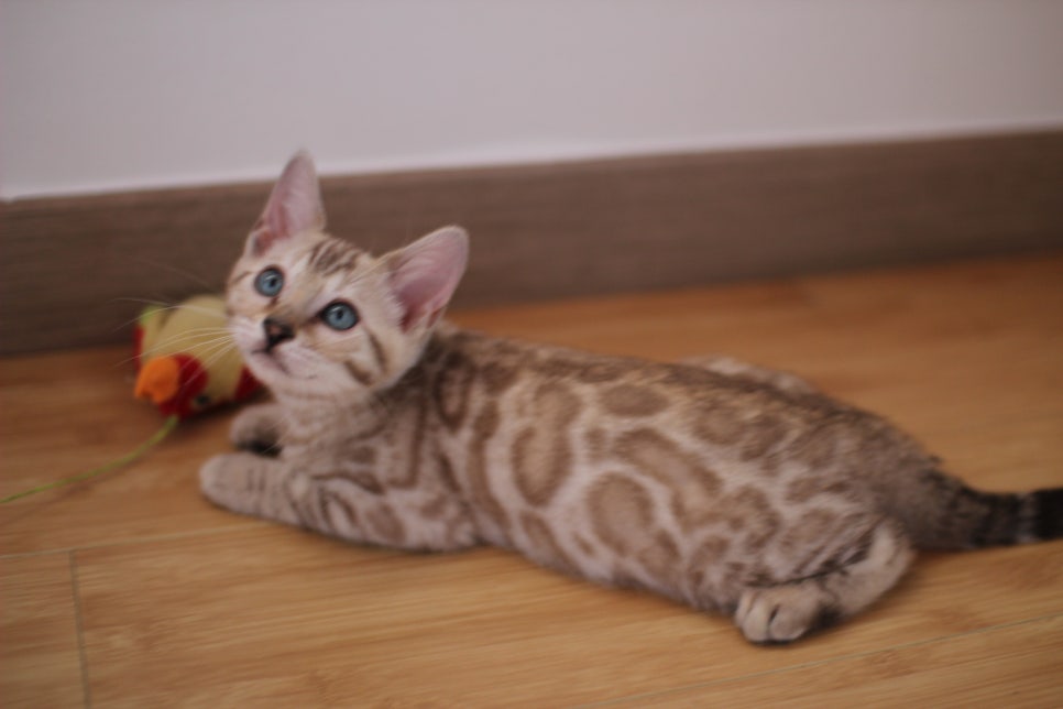 뱅갈고양이 개냥이 찾으시는 분들 보세요 관련 이미지 4