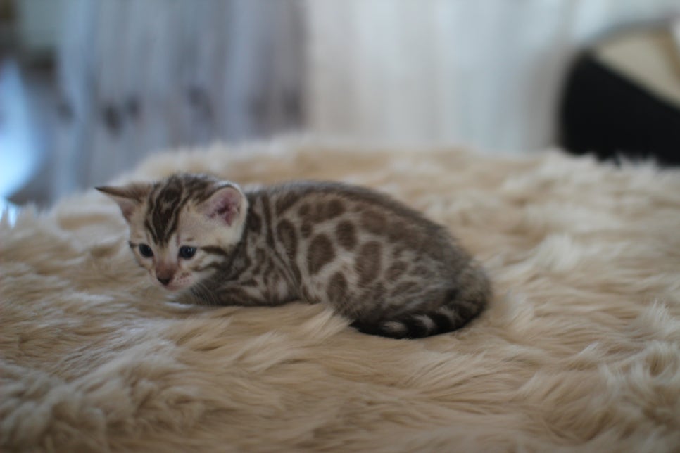 스노우뱅갈고양이 분양 오늘 빠져들어 볼까요? 관련 이미지 8