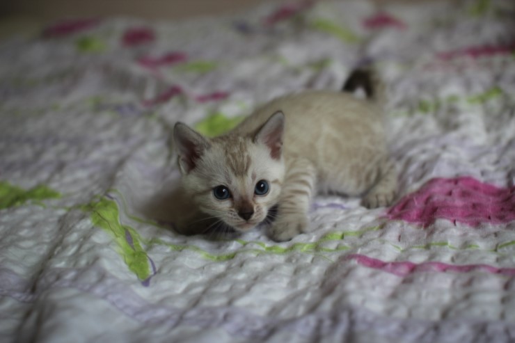 스노우 뱅갈고양이 흰둥이~ 관련 이미지 6