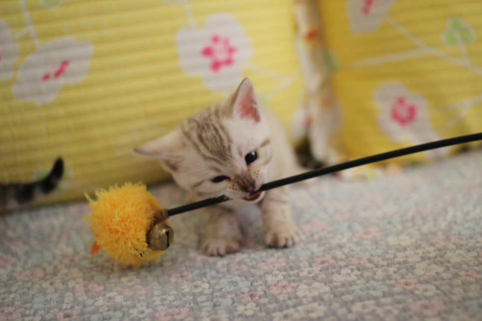 스노우뱅갈고양이 여아 분양해요~ 관련 이미지 4