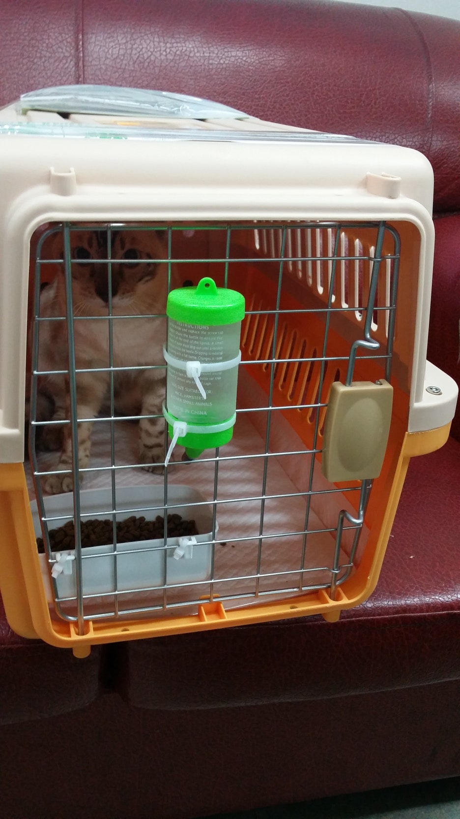 뱅갈고양이 해외로 가는 아이 관련 이미지 2