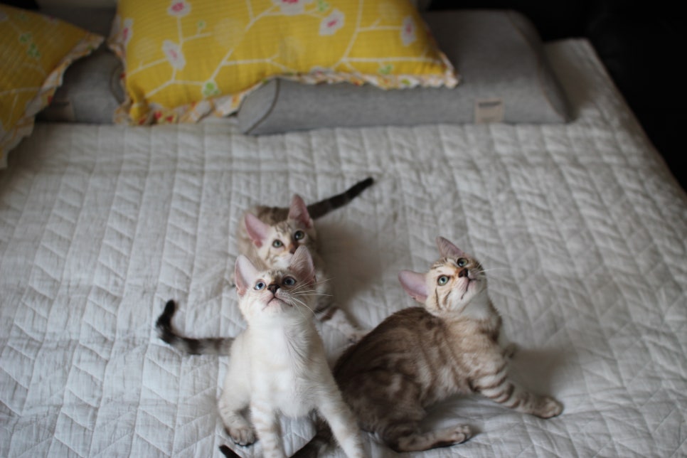 스노우뱅갈고양이 삼총사~ 관련 이미지 1