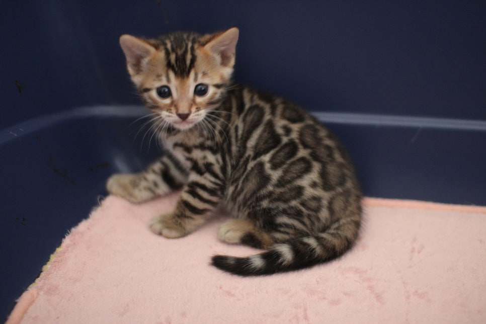 브라운 뱅갈고양이 꼬맹이 겁 작뜩~ 관련 이미지 4