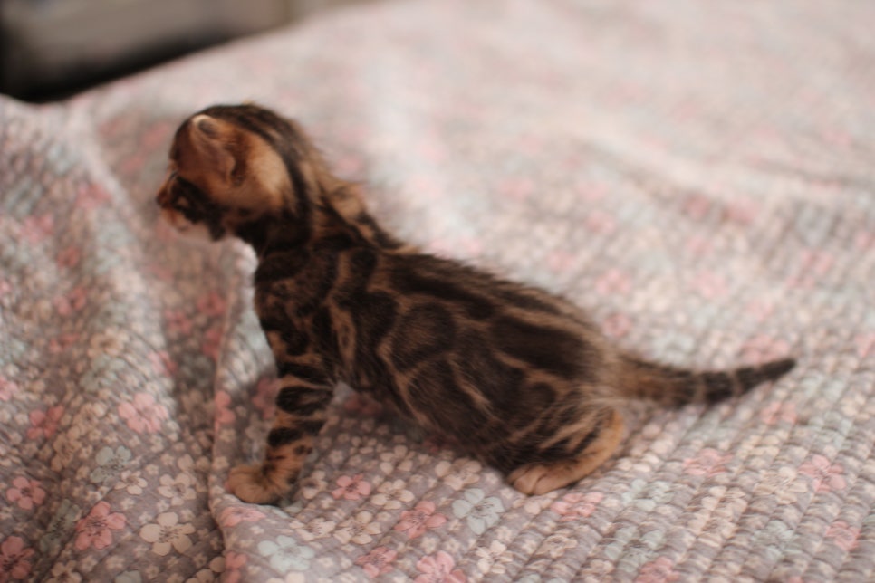 아기 뱅갈고양이 너무나 이쁜 아이~ 관련 이미지 2