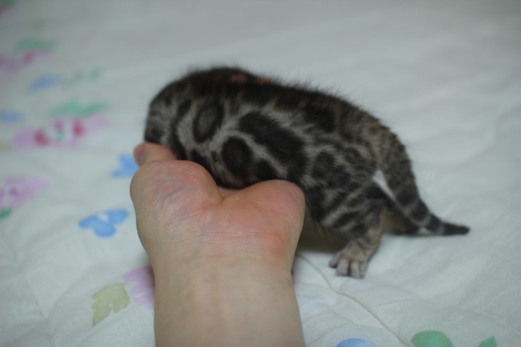 뱅고양이 남매예요~ 관련 이미지 9