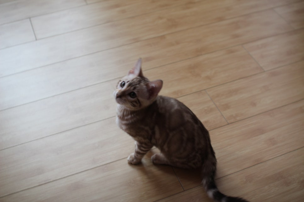 뱅갈고양이 블랙홀과 동희예요~ 관련 이미지 7