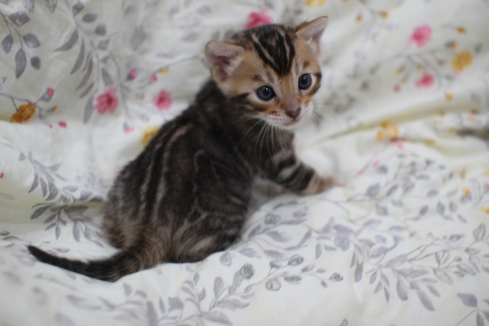 멋진 빅로젯에 뱅갈고양이 분양 합니다~ 관련 이미지 10