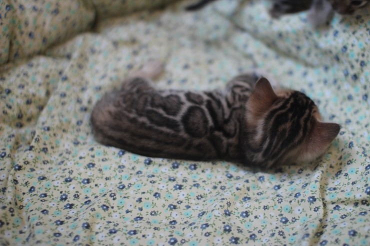 뱅갈고양이 꼬맹이들 많이 컸습니다^^ 관련 이미지 3