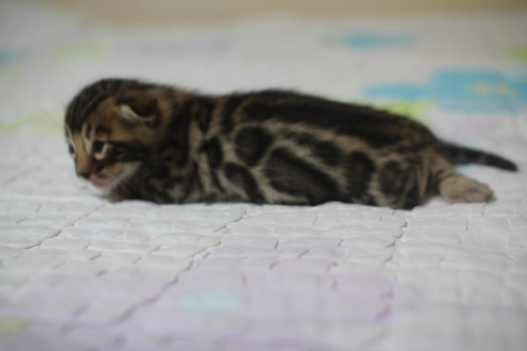 뱅갈고양이 빅로젯 남아 입니다~ 관련 이미지 4