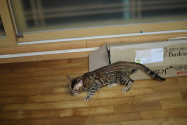 뱅갈고양이 아이들 사진 입니다~ 관련 이미지 9