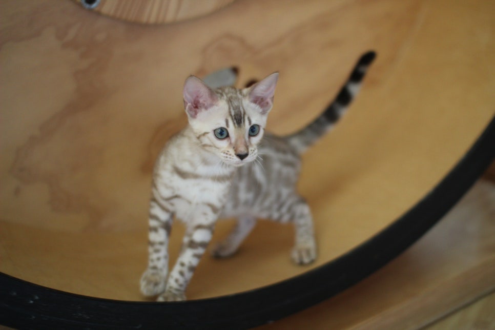 뱅갈고양이 실밍크,브라운 여아예요~ 관련 이미지 2