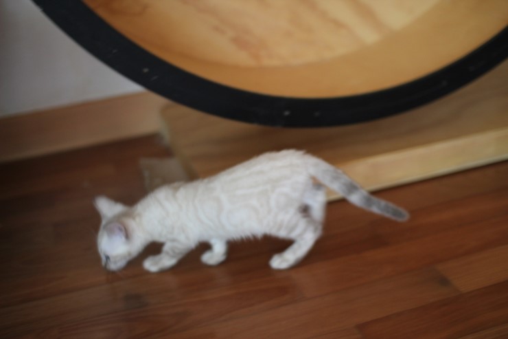스노우뱅갈고양이 꼬맹이 깡패~ 관련 이미지 5
