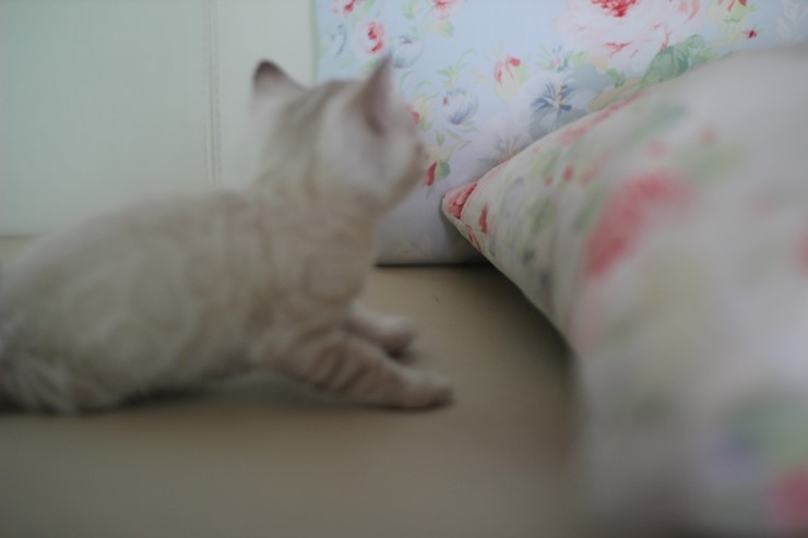 스노우 뱅갈고양이 흰둥이 예약 분양 합니다~ 관련 이미지 1