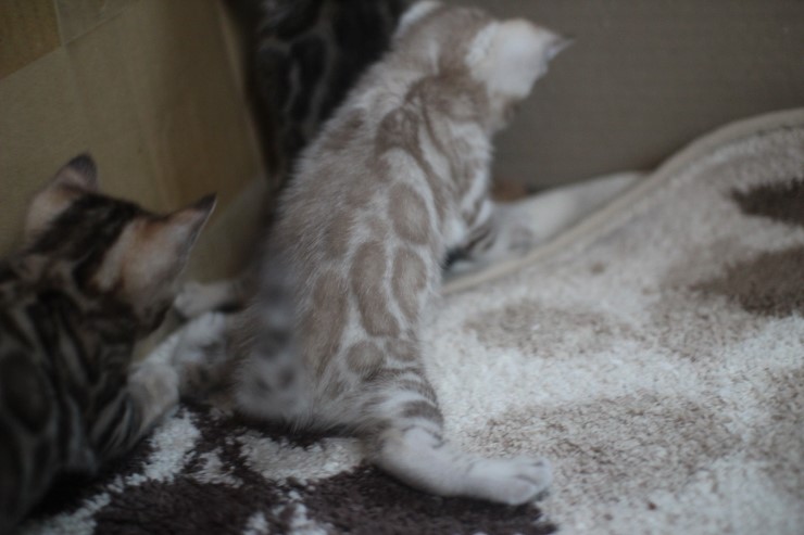 뱅갈고양이 6남매 꼬맹이들~ 관련 이미지 3