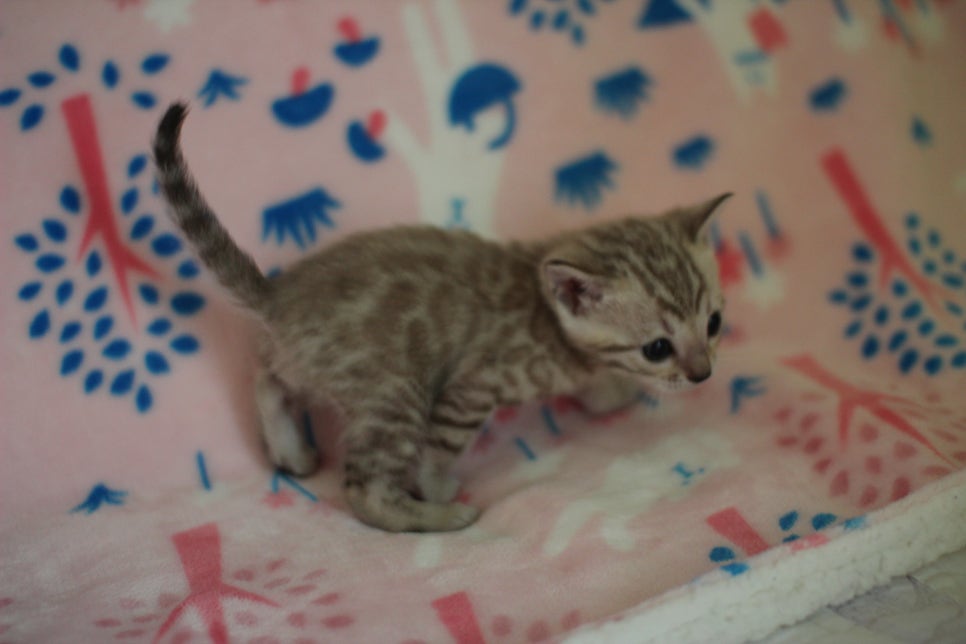 스노우뱅갈고양이 분양은 소유가 최고지! 관련 이미지 14