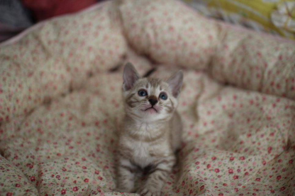 브라운 뱅갈 남아,여아,스노우뱅갈 남아 분양해요~ 관련 이미지 9