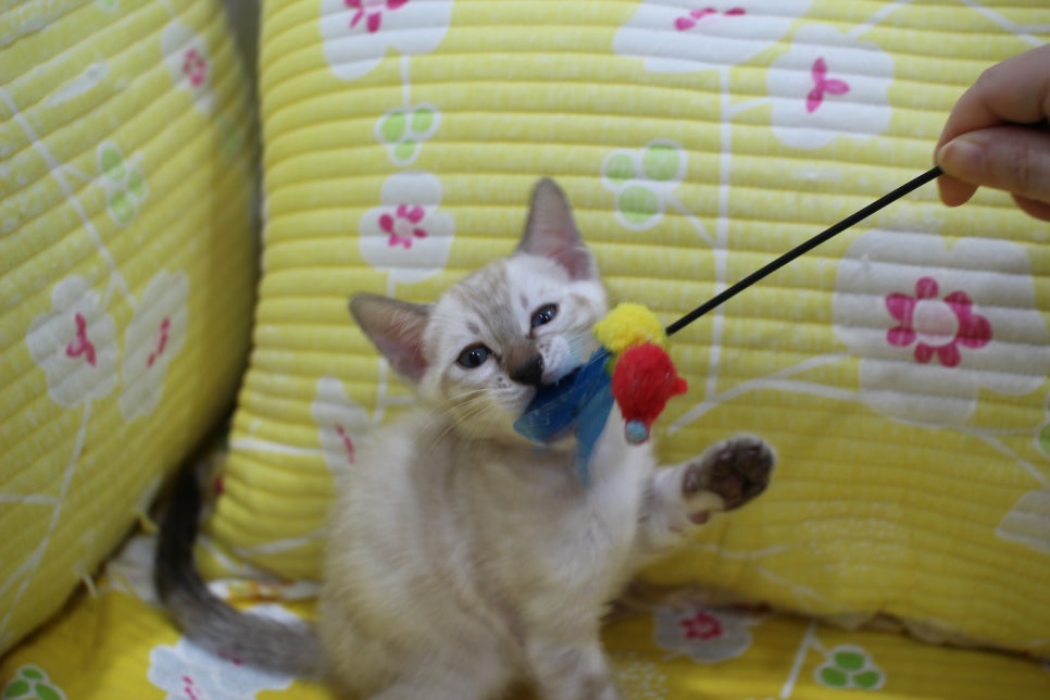 엄청난 순둥이 스노우뱅갈고양이 남아 분양해요~ 관련 이미지 11