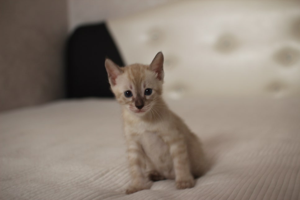 스노우,브라운 뱅갈고양이 꼬맹이들 분양 합니다~ 관련 이미지 31