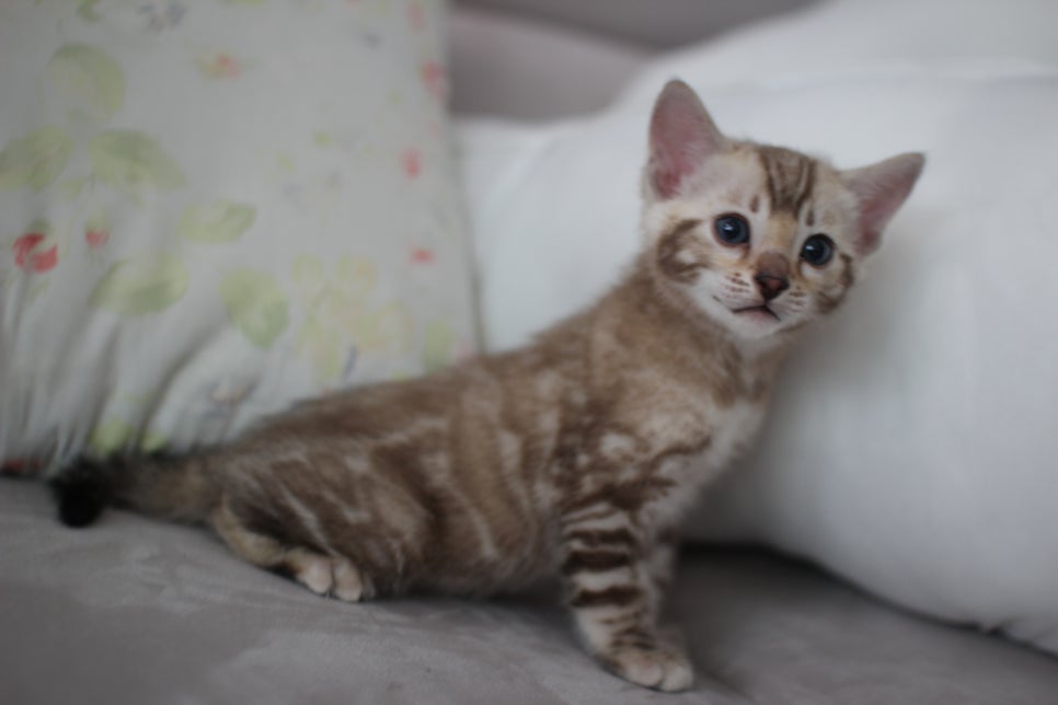 실밍크뱅갈고양이 남아 분양해요~ 관련 이미지 5