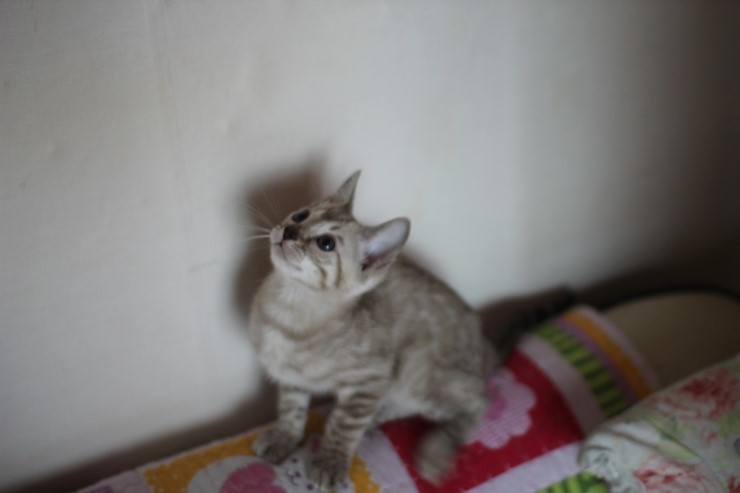 실밍크 뱅갈고양이 남아 분양합니다~ 관련 이미지 11