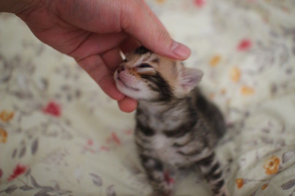 아가 뱅갈고양이 벌써부터 개냥이에 모습이~ 관련 이미지 8