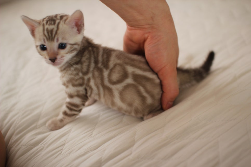 멋진 빅로젯 실밍크뱅갈고양이 남아 분양해요~ 관련 이미지 9