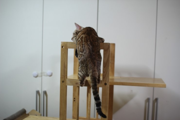 뱅갈고양이 아이들 일상~ 관련 이미지 2