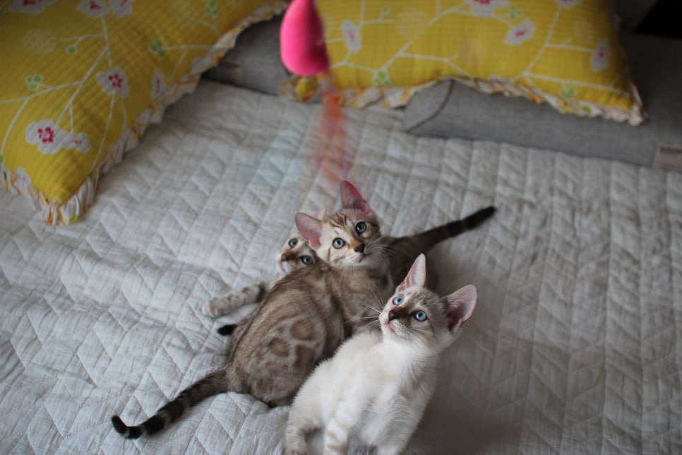 스노우뱅갈고양이 삼총사~ 관련 이미지 6