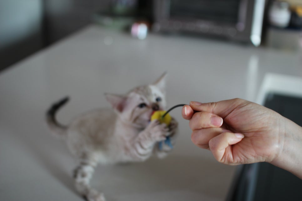 사람만 졸졸졸 따라 다니는 스노우뱅갈고양이 여아 분양해요~ 관련 이미지 6