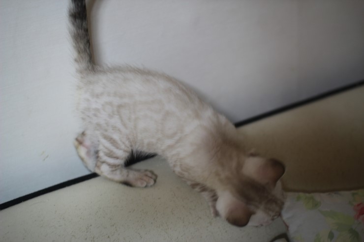 실링스 뱅갈고양이 키퍼여아 입니다~ 관련 이미지 5