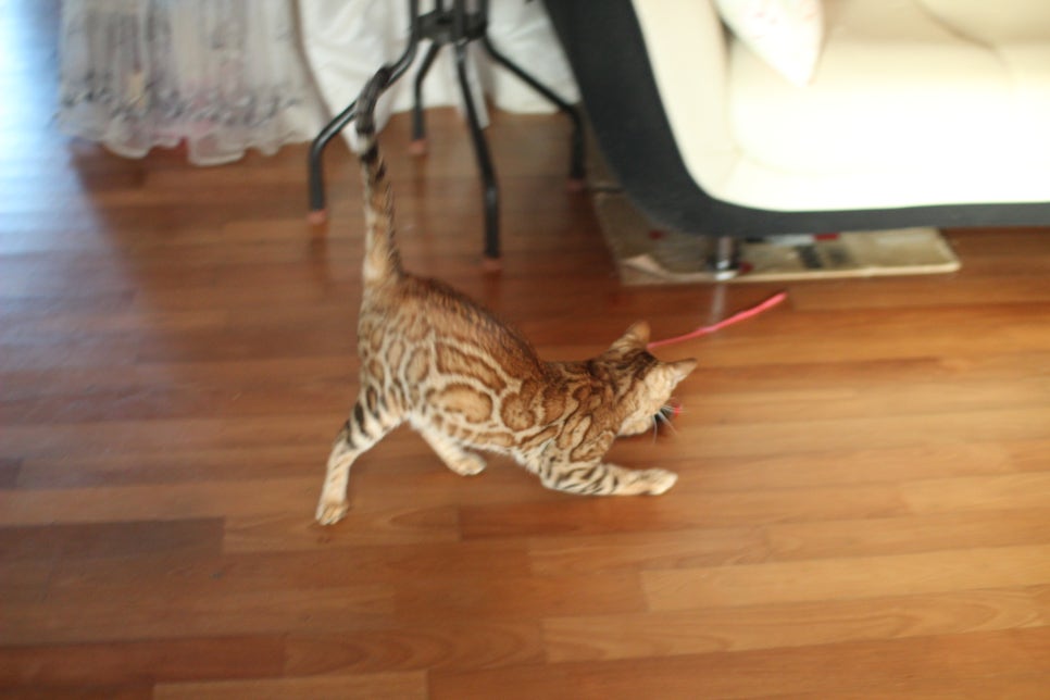 브라운 뱅갈고양이 스텔라 신났어요~ 관련 이미지 3