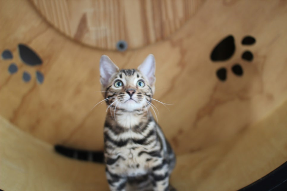 개냥이 건강냥이 뱅갈고양이 남아1 분양해요~ 관련 이미지 3