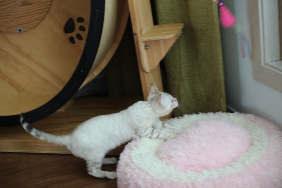 골골송 대마왕 스노우뱅갈고양이 여아 분양해요~ 관련 이미지 3