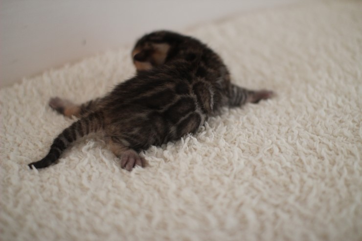 뱅갈고양이 꼬물이 남아예요~ 관련 이미지 3