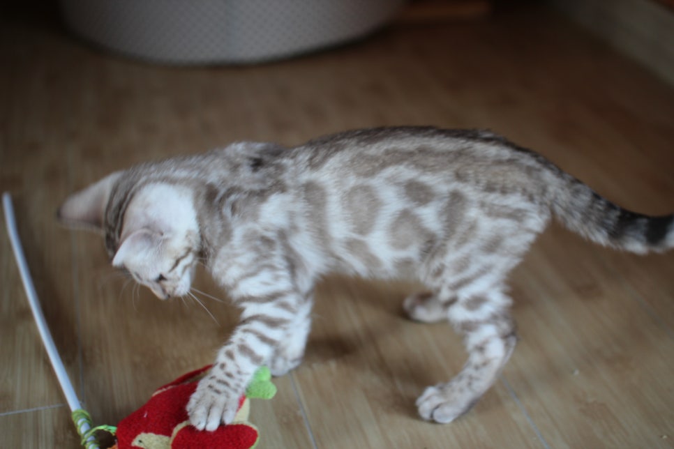 성격좋은 개냥이 뱅갈고양이를 찾으세요? 관련 이미지 3